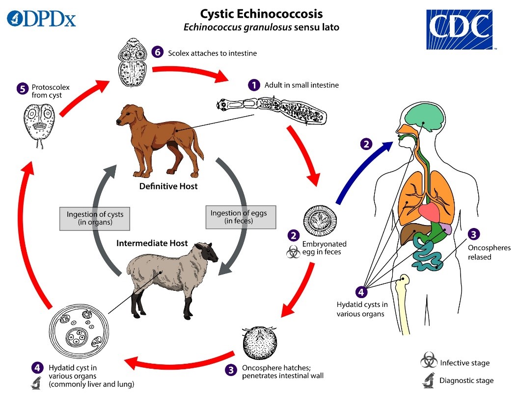 Echinococcus granulosus arengutsükkel