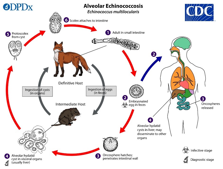 Echinococcus multilocularis arengutsükkel