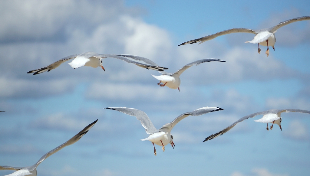 birds-7469509_1920.jpg