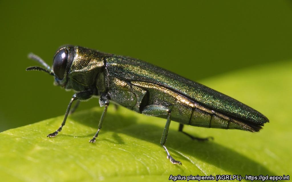 Saare-salehundlane (Agrilus planipennis).jpg
