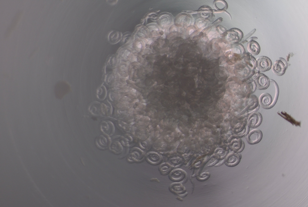 LABRIS_Trihhinella_4x.jpg